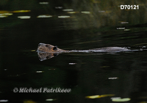 North American Beaver (Castor canadensis)